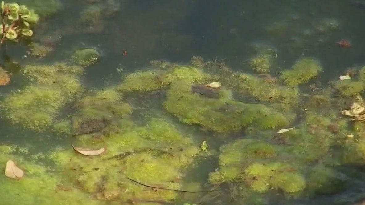 Dog's death not caused by toxic algae